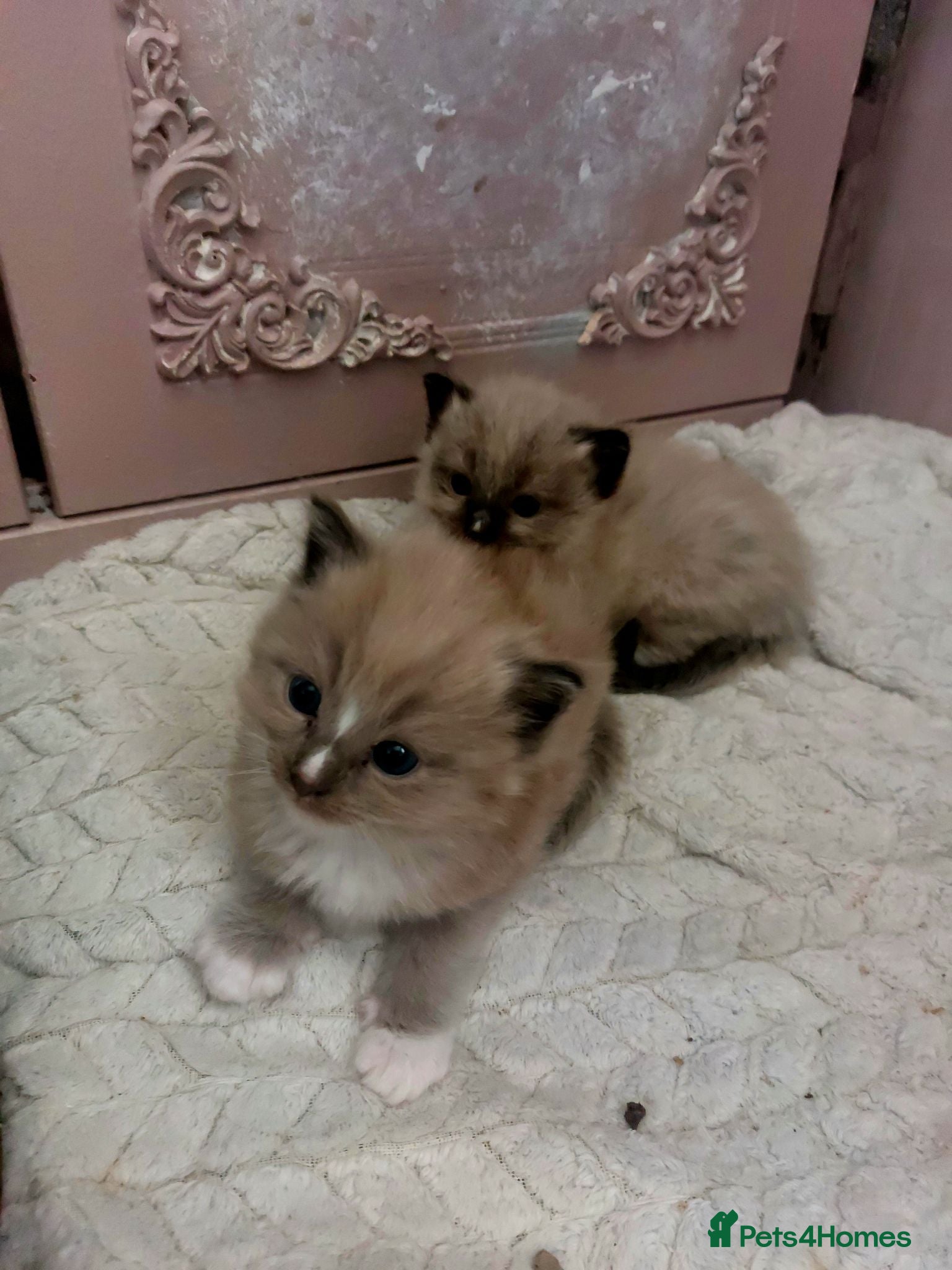 Ragdoll cats RAGDOLL ❤️  STOPPERS - Advert 2