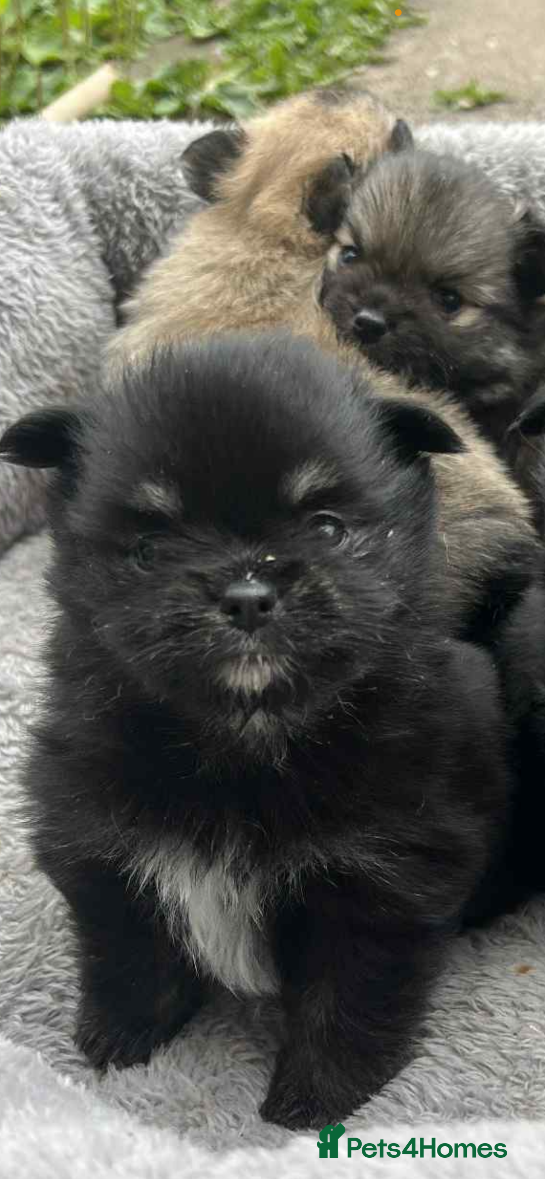 Pomchi dogs for sale: 3 pomchis looking for there forever homes 🐶 - Image 11