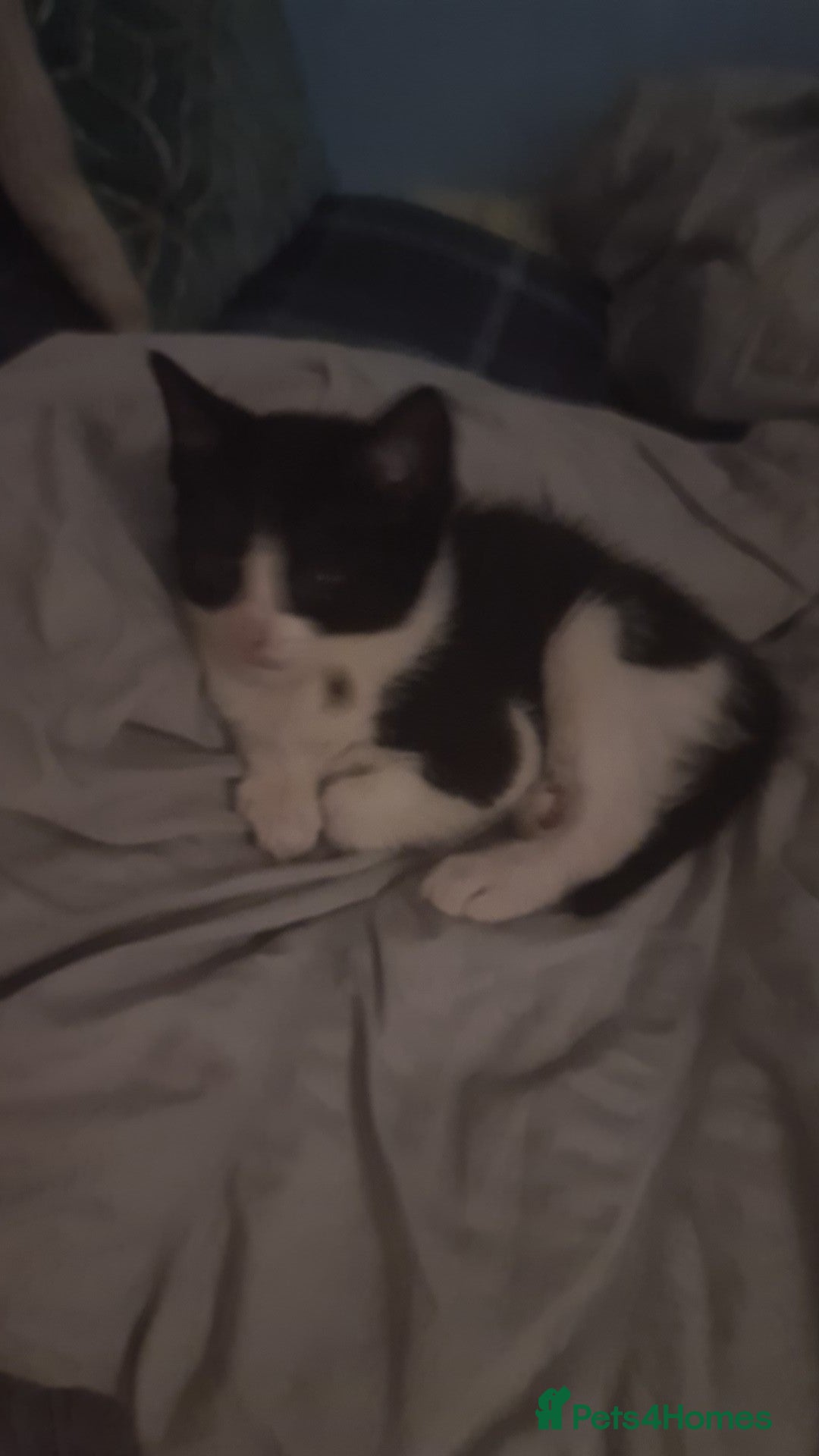 Mixed Breed cats Calico  - Advert 18