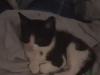 Mixed Breed cats Calico - Advert 18