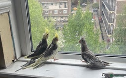 Cockatiels birds for sale: Baby cockatiel birds - Image 9