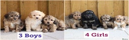 Cockapoo dogs for sale: Cockapoo puppies for sale!  - Advert 20