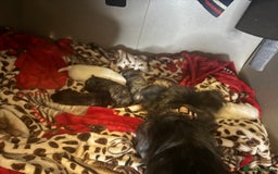 Mixed Breed dogs for sale: westie /wauzers - Advert 12