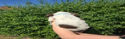 English Springer Spaniel dogs for sale: 7 Springer Spaniel Puppies ready for collection  - Advert 4