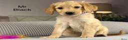 Goldendoodle dogs for sale: BEAUTIFUL HEALTHY LOVING PUPPIES  - Advert 24