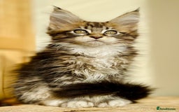 Maine Coon cats for sale: Beautiful pure bread maine coon kittens  - Image 5