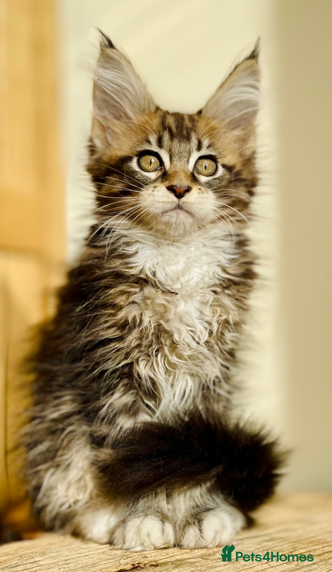 Maine Coon cats for sale: Beautiful pure bread maine coon kittens  - Image 5