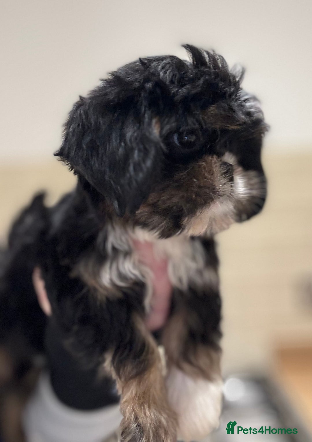 Shih Tzu dogs for sale: PLEASE READ THE DESCRIPTION  - Advert 14