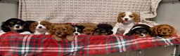 Cavalier King Charles Spaniel dogs for sale: STUNNING CAVALIER KING CHARLES PUPPIES  - Advert 29