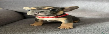 French Bulldog Puppy 5