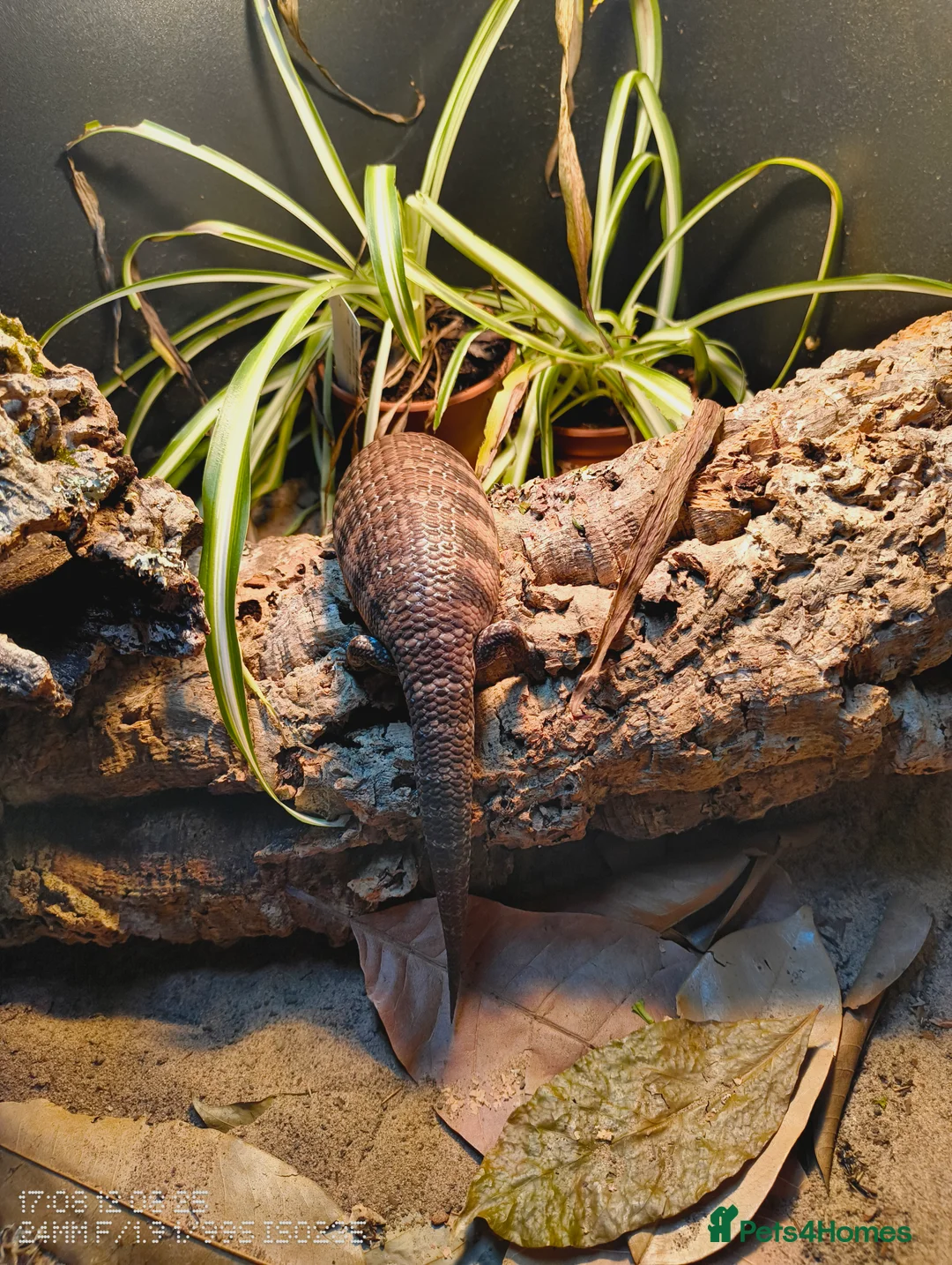 Skink reptiles for sale: Blue tongue skink  with 4x2x2 set up  in Stoke-on-Trent - Advert 8