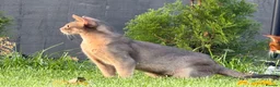 Abyssinian cats for sale: Last lovely boy😻 - Advert 7