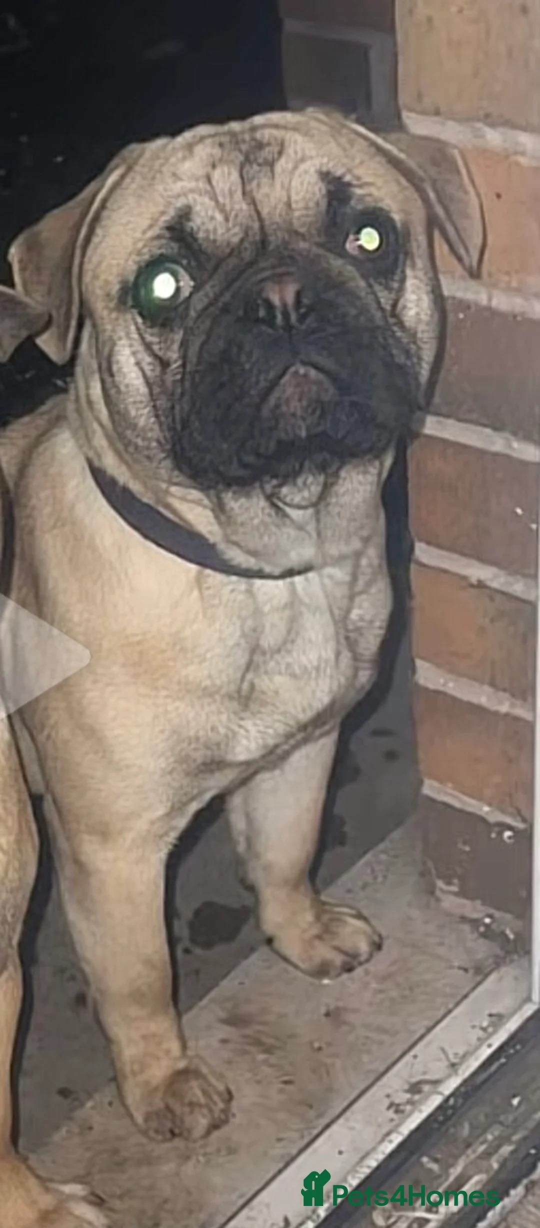 Frug dogs for sale: Dexter - Advert 1