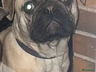 Frug dogs Dexter - Advert 4