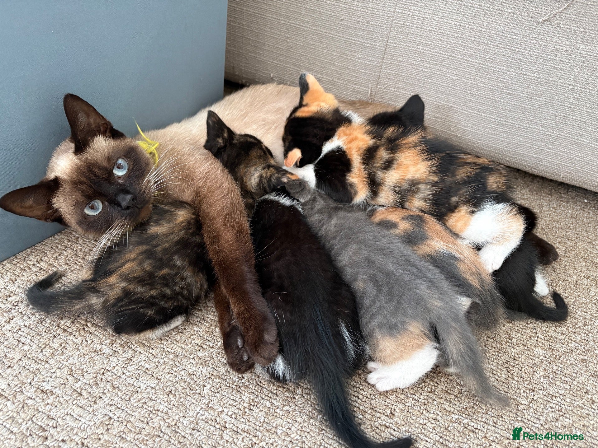 Mixed Breed cats Beautiful Siamese Cross Kittens  - Advert 4