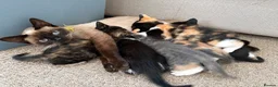 Mixed Breed cats for sale: Beautiful Siamese Cross Kittens  in Bristol - Advert 1
