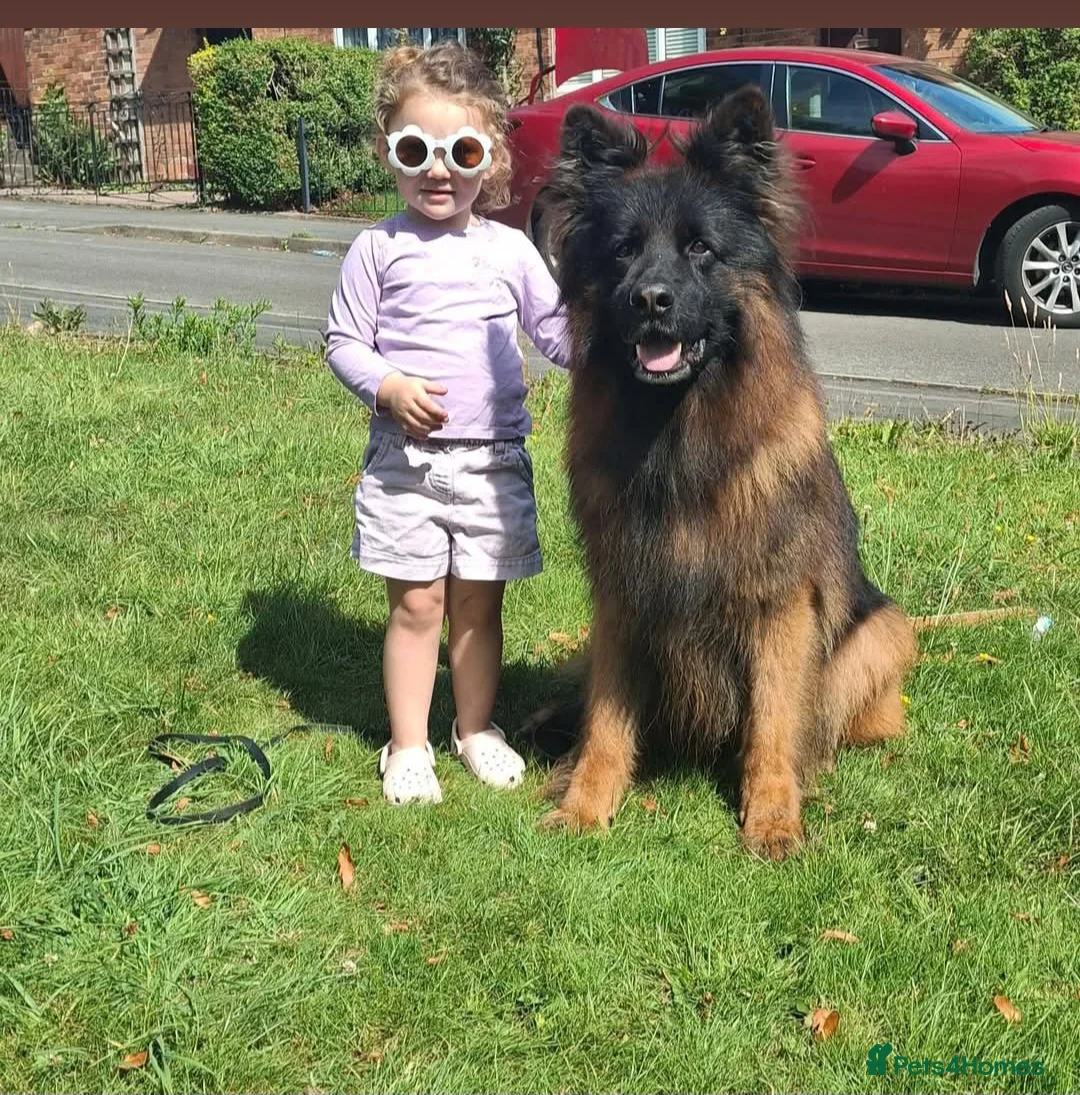 German Shepherd dogs for sale: OUTSTANDING long coat female puppy READY NOW - Advert 13