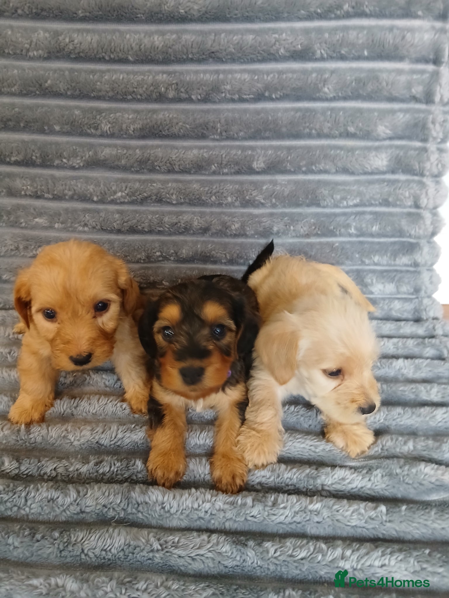 Mixed Breed dogs for sale: 8 dachshund x jack Russel puppies  in Henfield - Advert 32