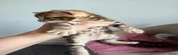 Bengal cats for sale: Beautiful Bengal Kittens – 1 Male & 3 Females 🐈😻 in London - Advert 8