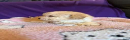 Toy Poodle dogs for sale: GORGEOUS Toy Poodles, DNA health tested parents  - Advert 3