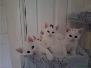 Mixed Breed cats 5 beautiful kittens - Advert 1