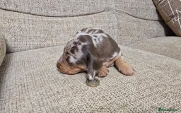 Miniature Dachshund dogs for sale: Miniature dachshund Puppies  - Advert 10