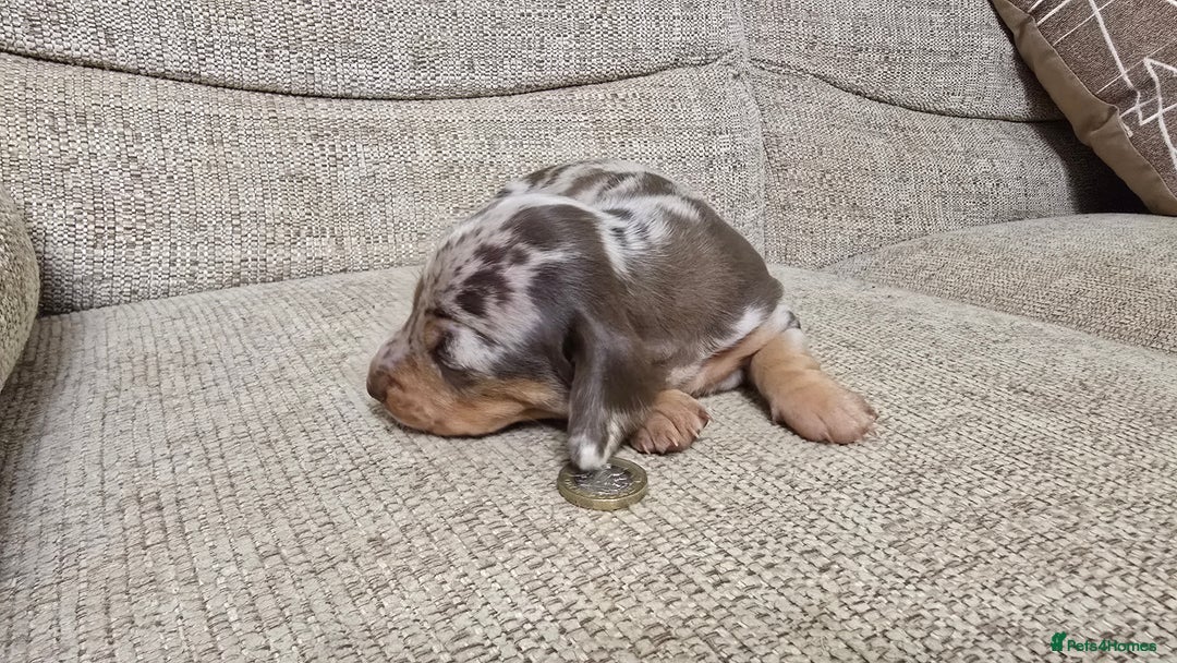 Miniature Dachshund dogs for sale: Miniature dachshund Puppies  - Advert 10