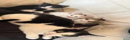 Mixed Breed cats for sale: Cute Playful Kittens Looking for New Homes 🐾 - Advert 5