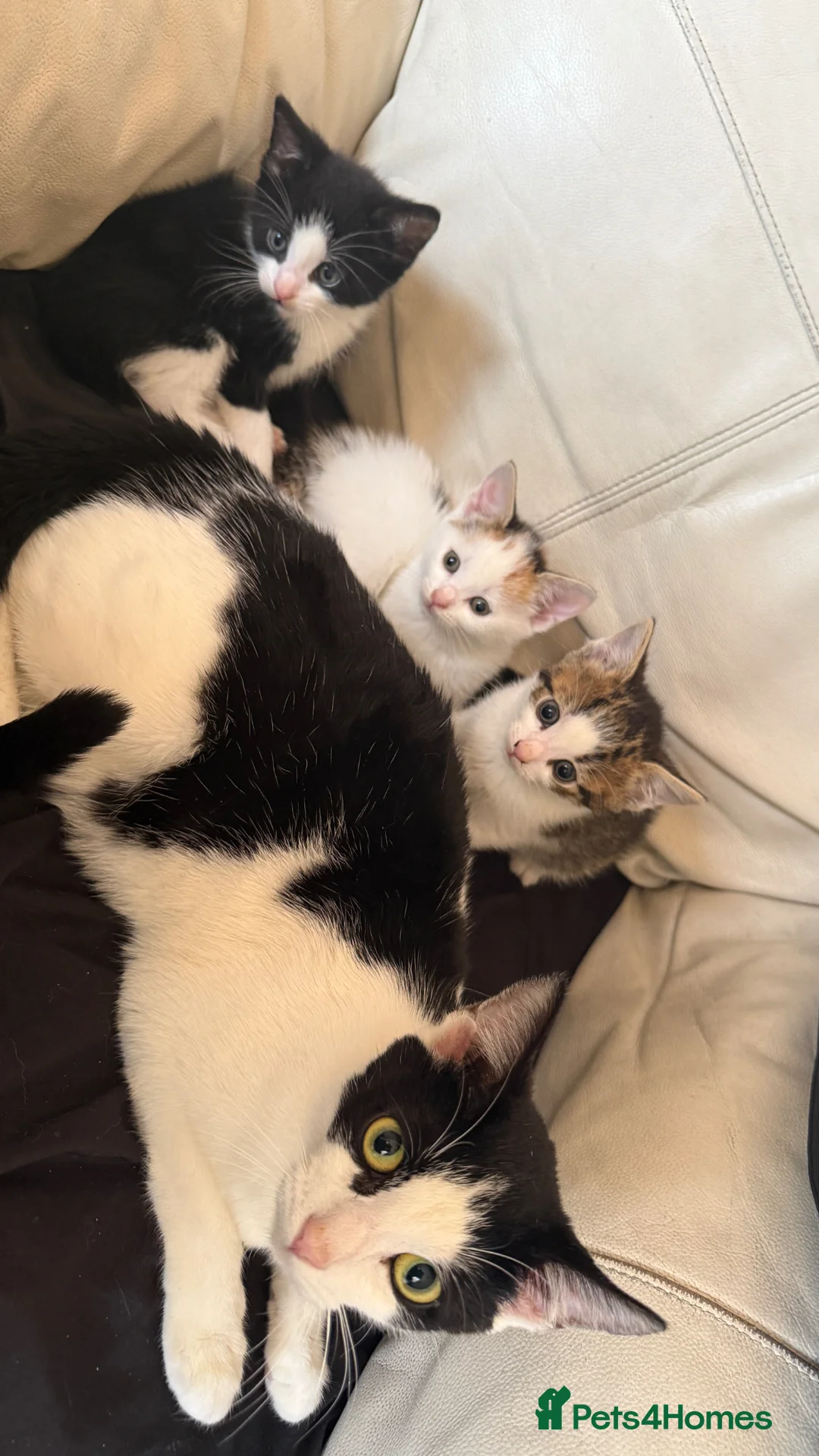Mixed Breed cats for sale: Cute Playful Kittens Looking for New Homes 🐾 - Advert 5