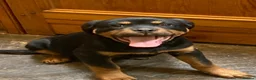 Rottweiler dogs for sale: Male Rottweiler Pup - Advert 4