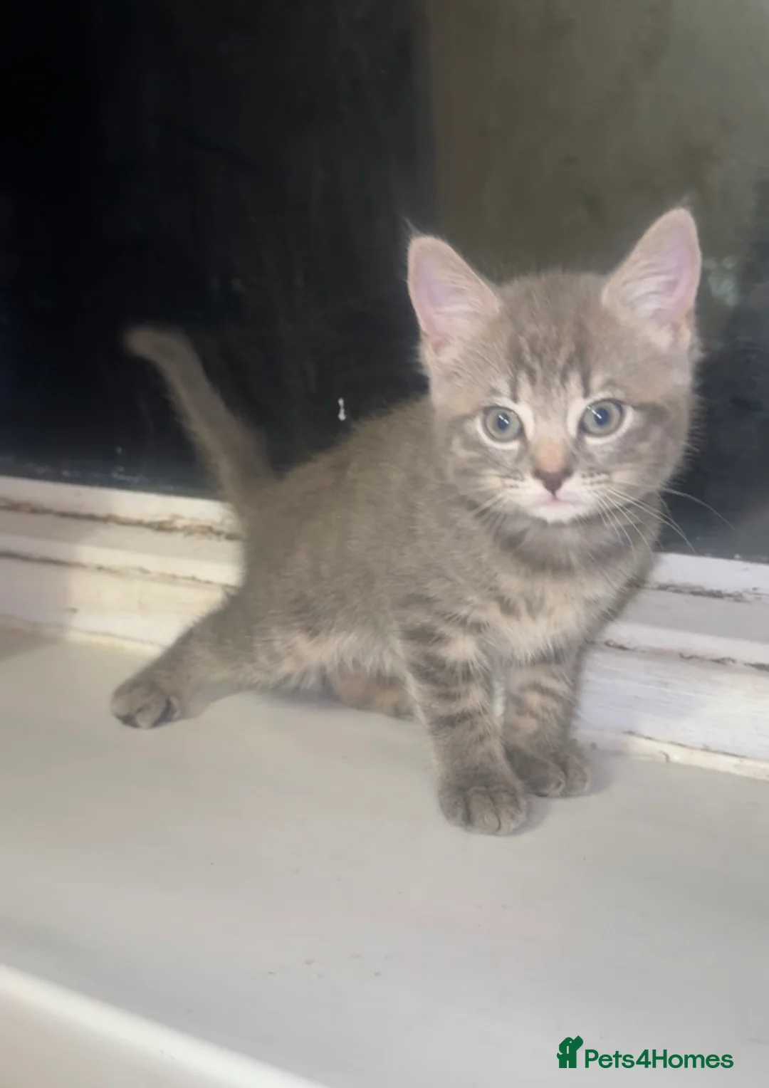 Mixed Breed cats for sale: 2 Gorgeous Grey Kittens For Sale 🐱 - Advert 2