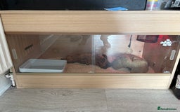 Boa Snake reptiles for sale: 100% Het Anery Boa CB24 with setup - Image 1