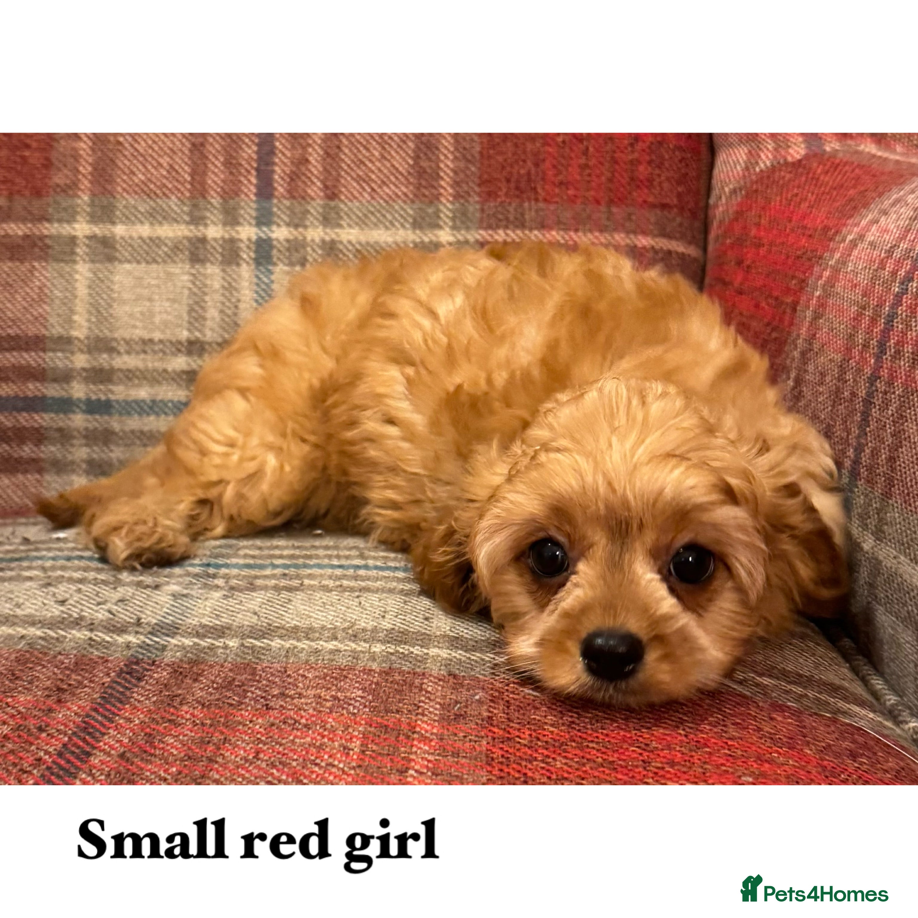 Cavapoo dogs Lovely family bred cavapoos - Advert 2