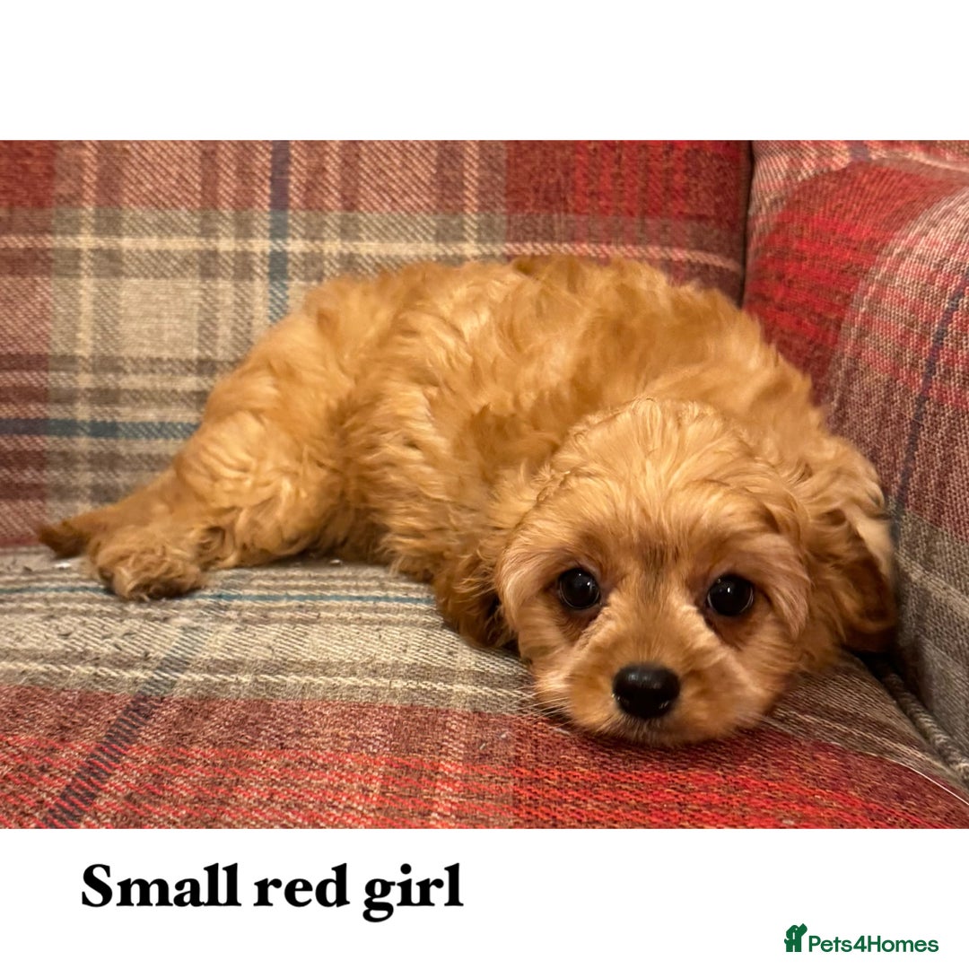 Cavapoo dogs for sale: Lovely family bred cavapoos - Advert 1