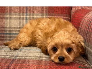 Cavapoo dogs Lovely family bred cavapoos - Advert 1