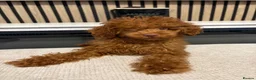 Miniature Poodle dogs for sale: Toy Asian poodle girl  - Advert 4