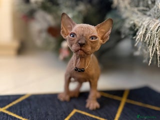 Sphynx cats Stunning Kittens! - Advert 18