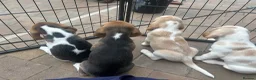 Beagle dogs for sale: Exceptional Breed Beagle Puppies - Advert 3