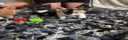 Mixed Breed cats for sale: *Beautiful mixed litter* - Advert 6