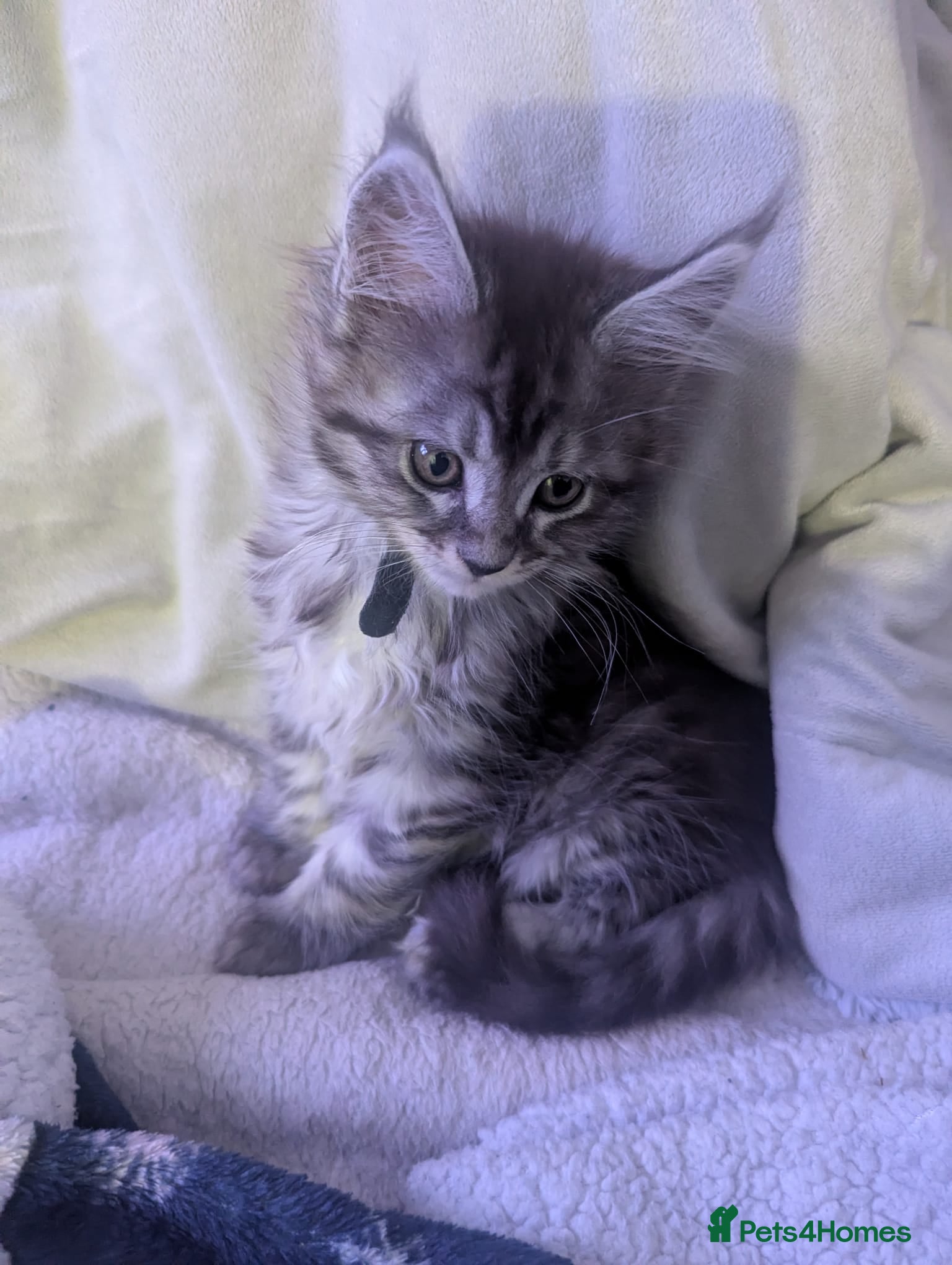 Maine Coon cats Exceptional Maine Coon Kittens for Loving Homes - Advert 1