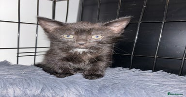 Mixed Breed cats - Advert 2