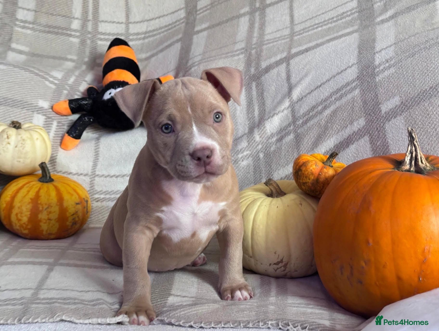 American Bully dogs Last Female Puppy  - Advert 1