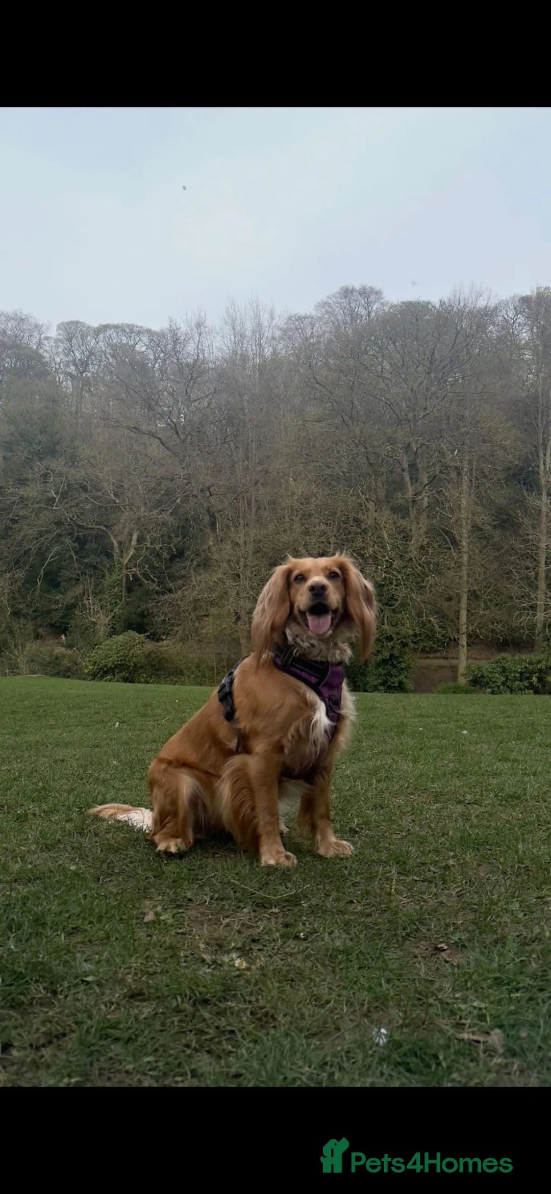 Cocker Spaniel dogs for sale:  Ready now!1 Boy left! KC Working Cocker Spaniels  - Advert 9