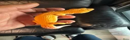 Leopard Gecko reptiles for sale: Leopard gecko  - Advert 1