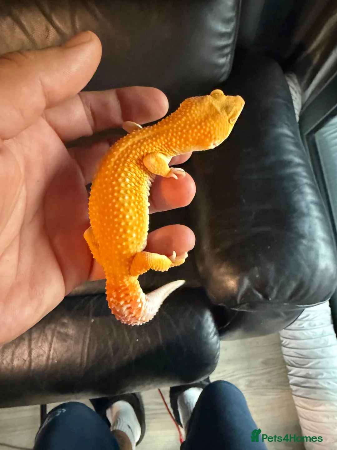 Leopard Gecko reptiles for sale: Leopard gecko  - Advert 1