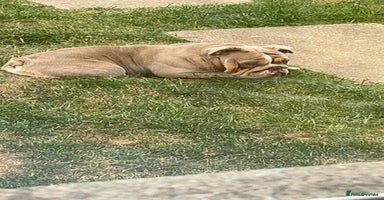 English Bulldog dogs 21 month English bulldog  - Advert 11