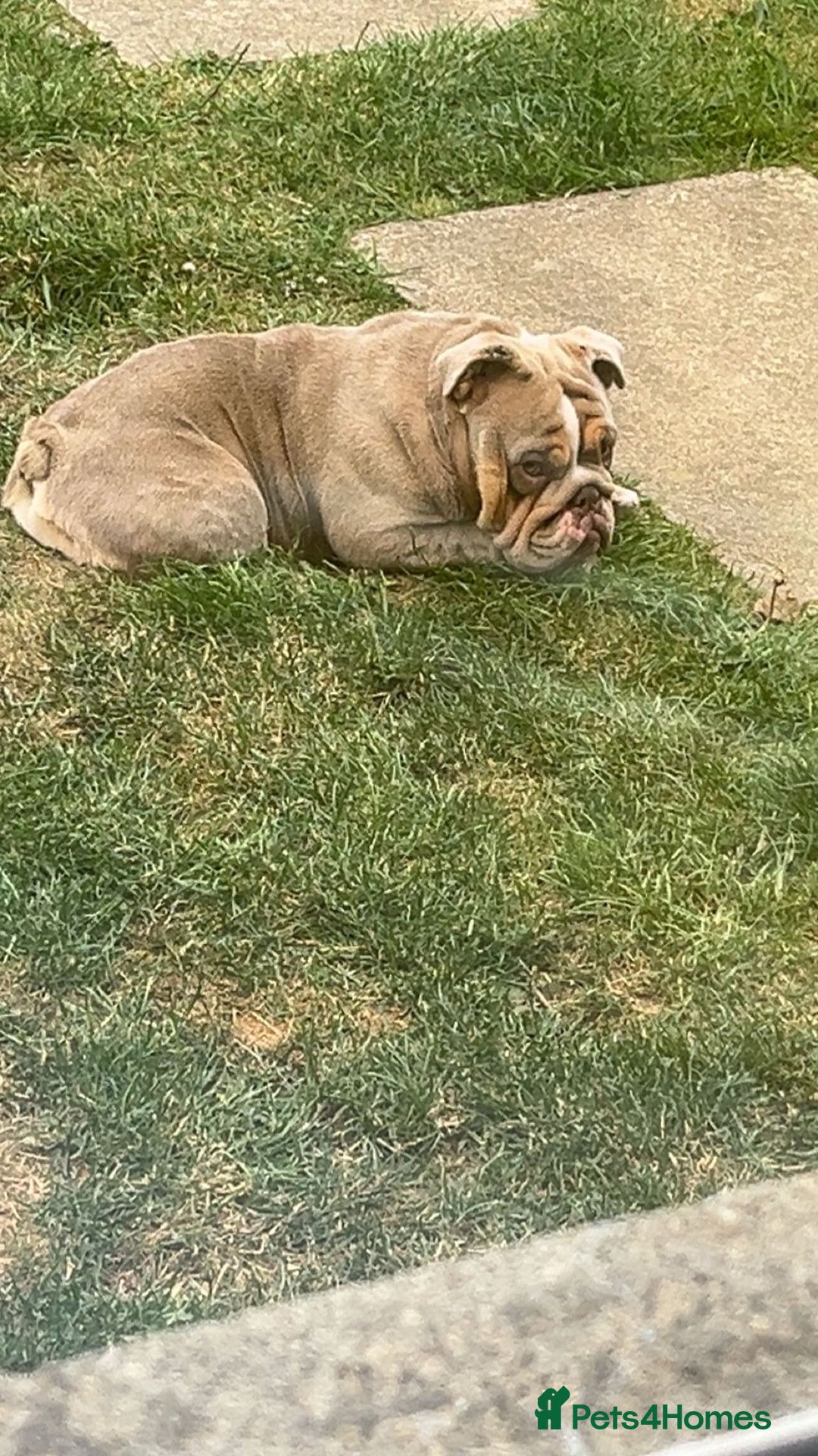 English Bulldog dogs for sale: 21 month English bulldog  - Image 3