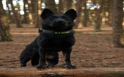 German Shepherd dogs for stud: EXCEPTIONAL BI COLOUR MALE  - Image 4