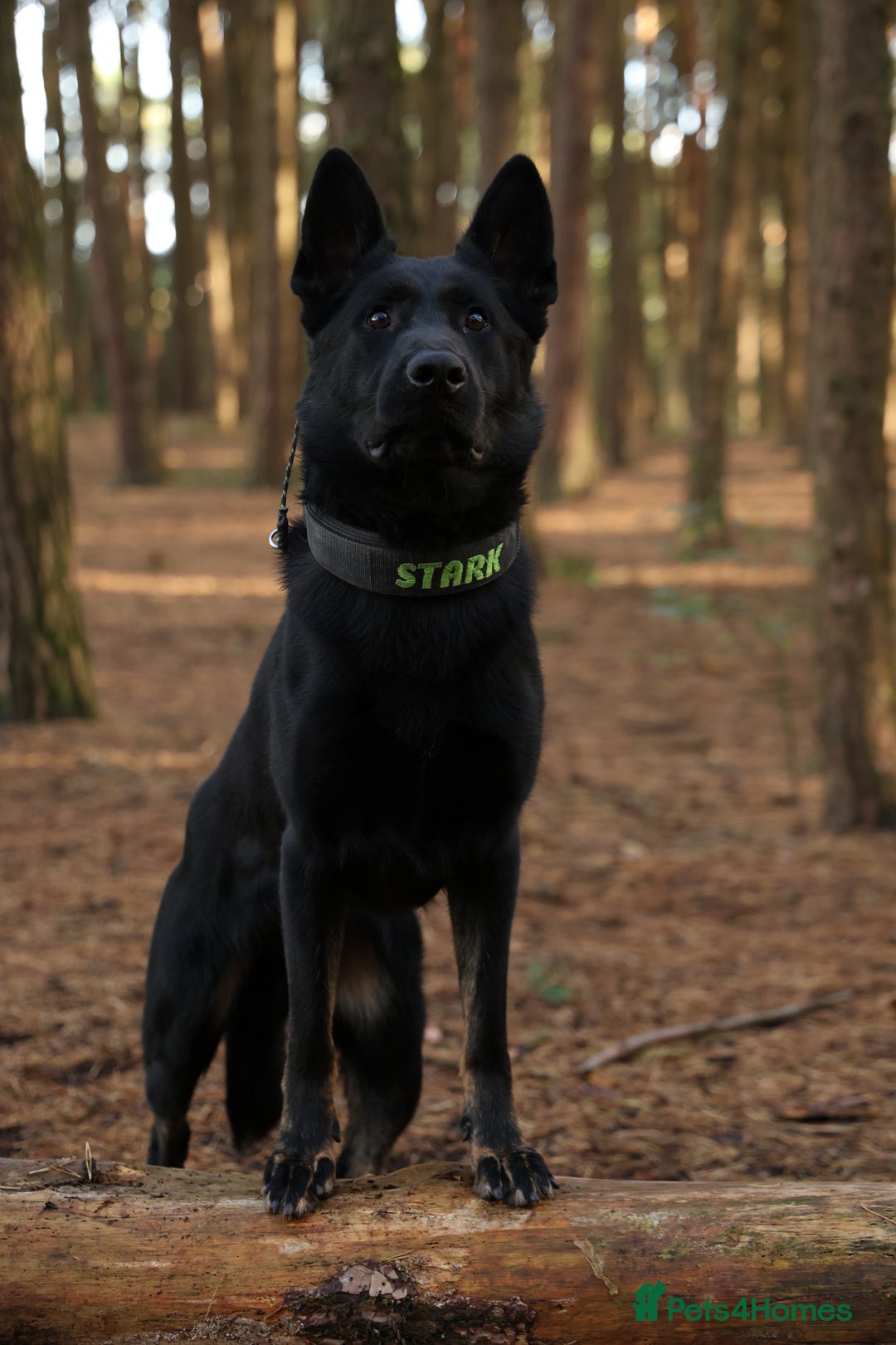 German Shepherd dogs for stud: EXCEPTIONAL BI COLOUR MALE  - Image 4