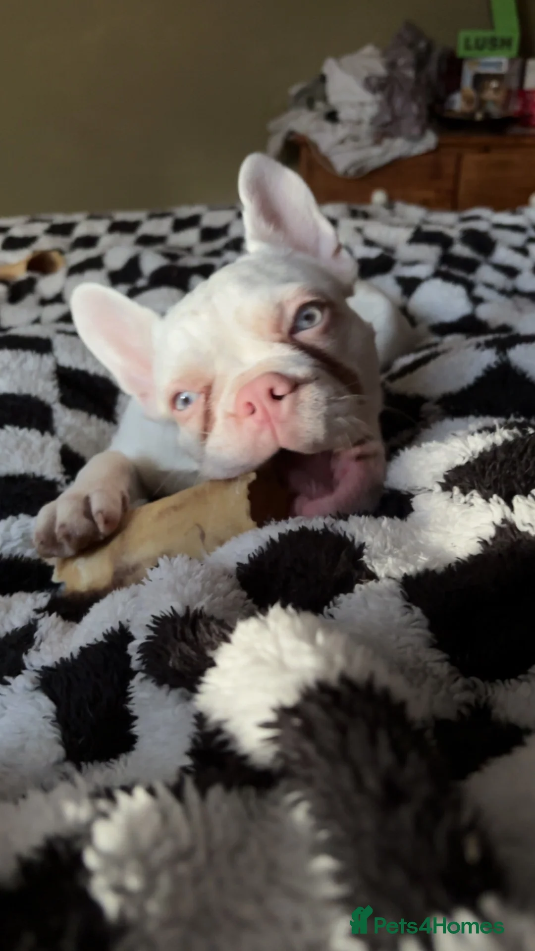 French Bulldog dogs for sale: Beautiful albino girl - Delilah  in Broadstairs - Advert 2